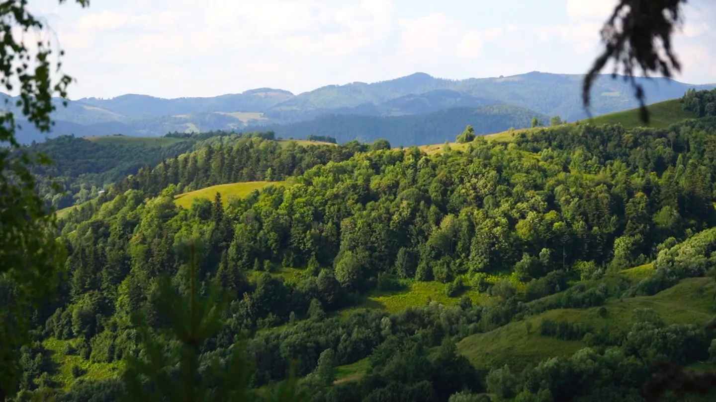 Uno sguardo alle foreste europee: un arazzo di storia e conservazione Grande Spirito